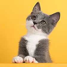 Animal Wallpapers