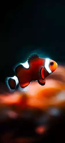 Fish Wallpapers
