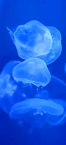 Blue Live Wallpapers