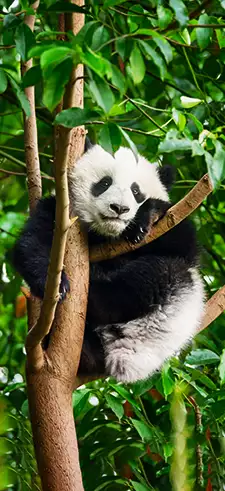 Panda Wallpapers