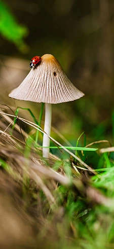 Mushroom Live Wallpapers